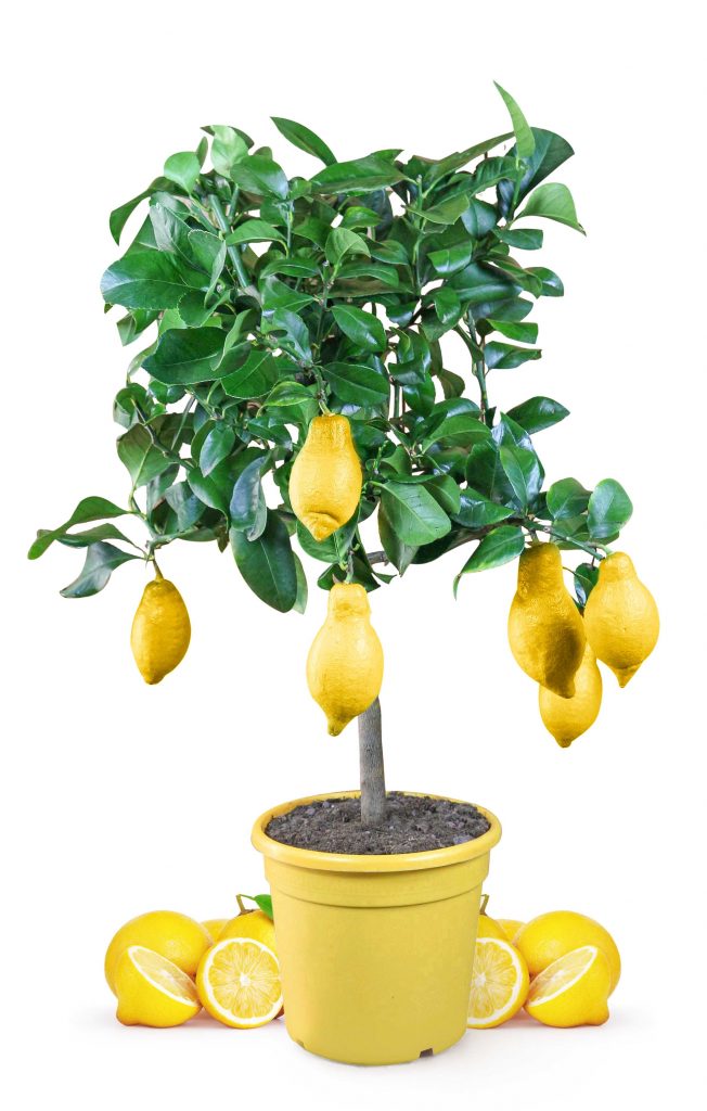 Zitronenbaum mit gelben Früchten