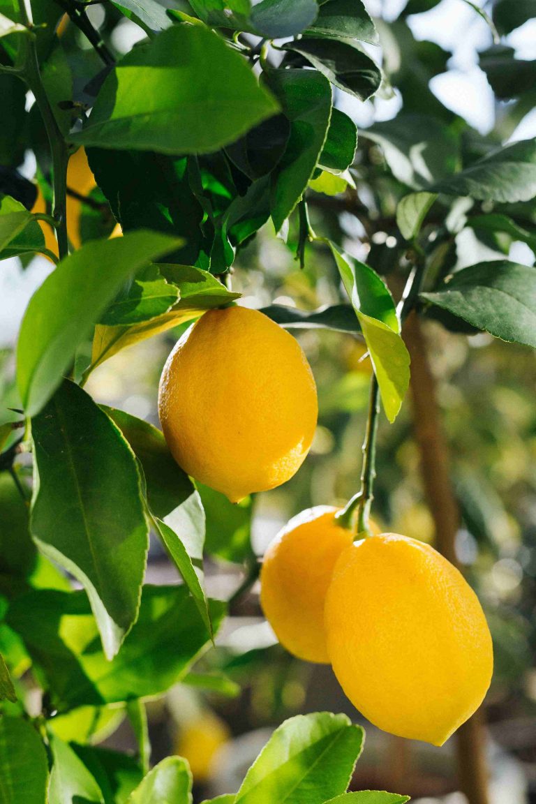 Zitruspflanzen endlich richtig düngen Meine Orangerie