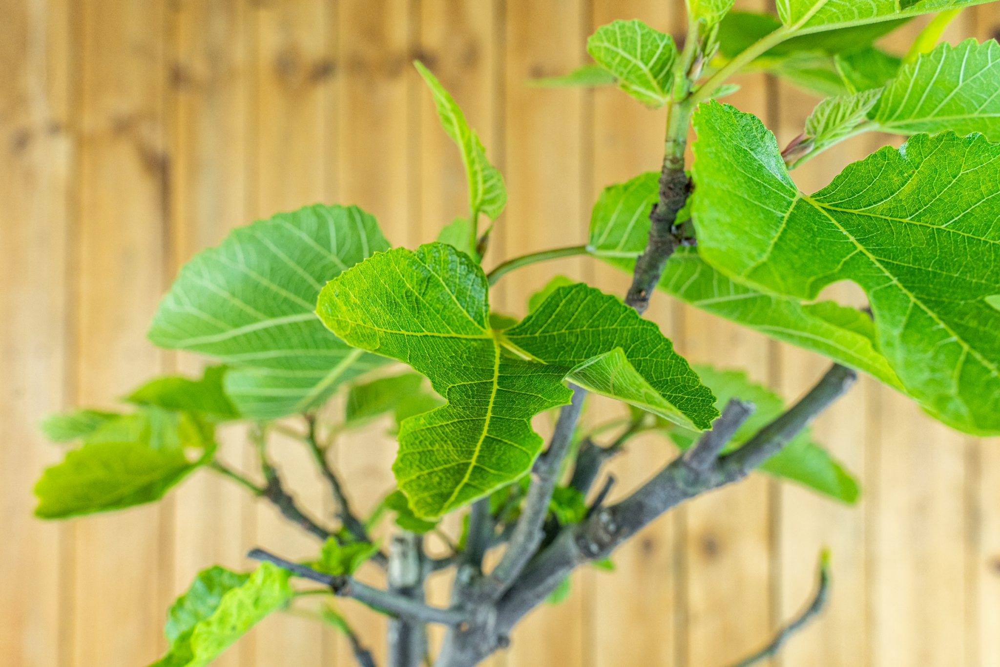 Feigenbaum überwintern Tipps für Ihren Ficus Carica und die